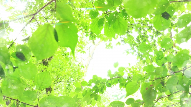 NMNサプリ 効果 いつから